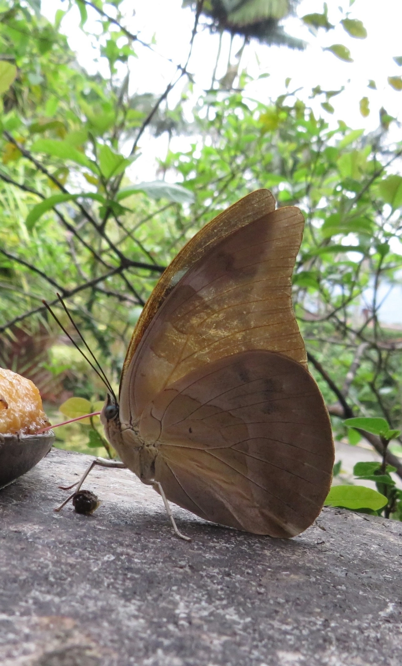 Archaeoprepona, insetos, fotografado em Maresias, São Sebastião