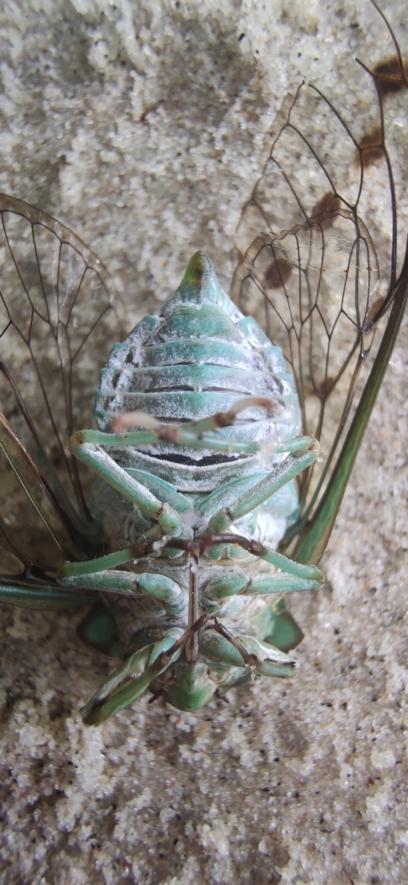 Cigarra-verde (Zammara tympanum), insetos, fotografado em Maresias, São Sebastião