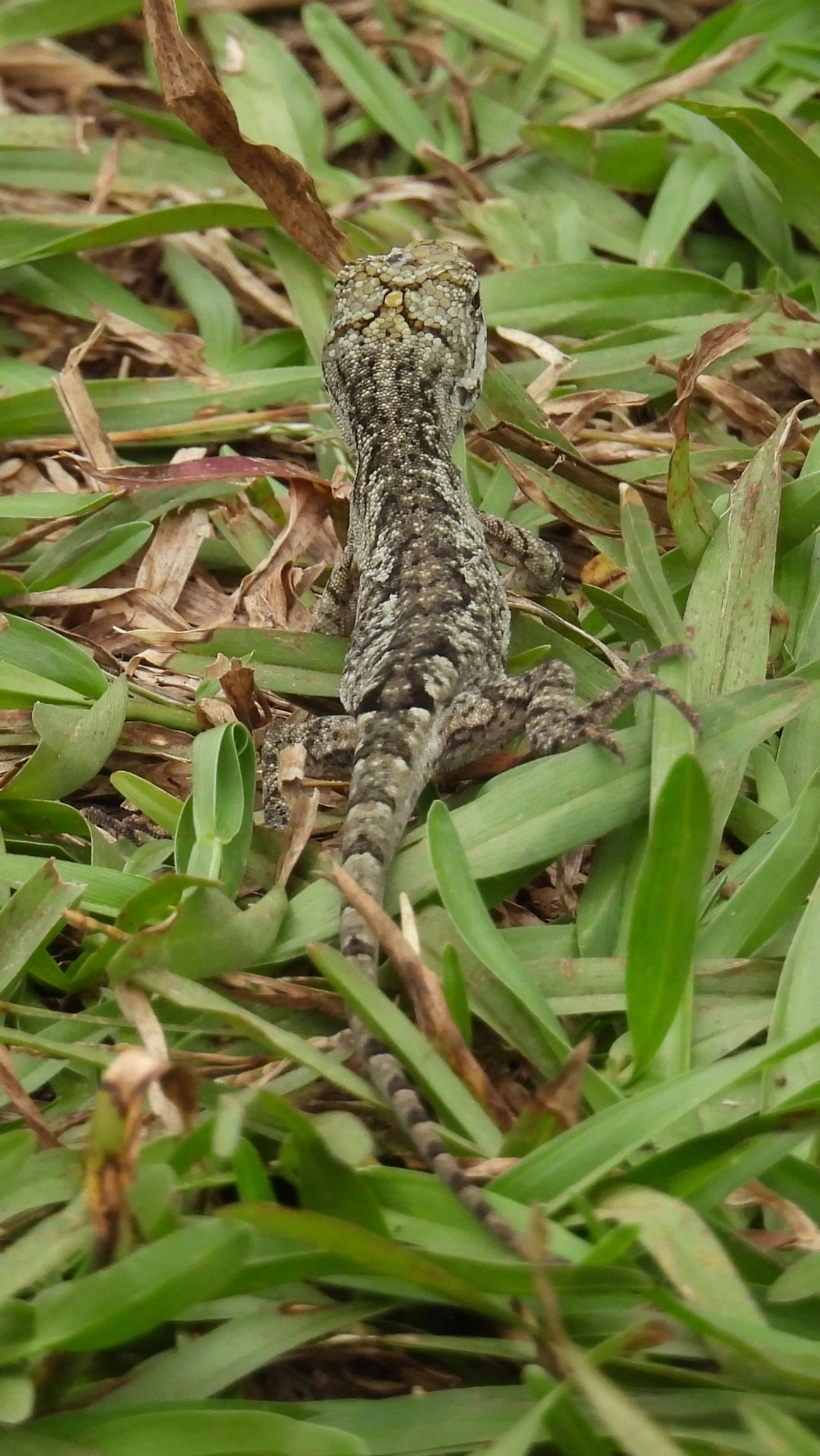 Iguaninha-rajada (Urostrophus vautieri), répteis, fotografado em Cabreúva