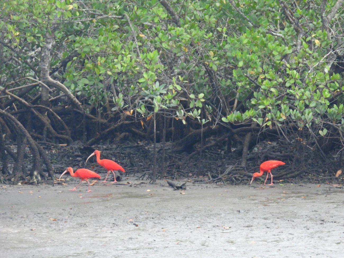 Guará (Eudocimus ruber), aves, fotografado em Cananéia