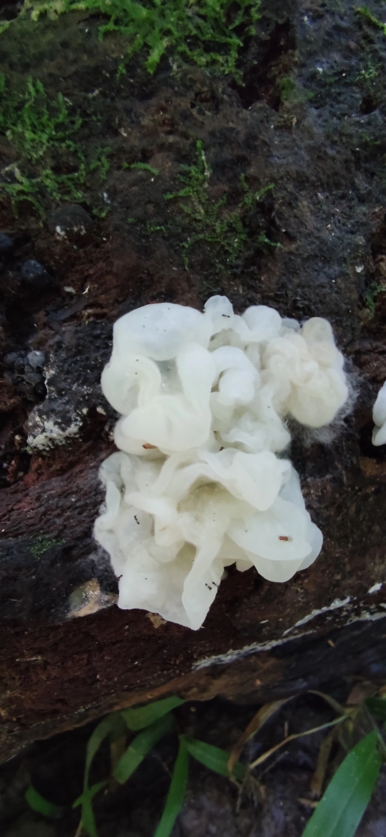 Protohydnum pululahuanum, fungos, fotografado em Maresias, São Sebastião