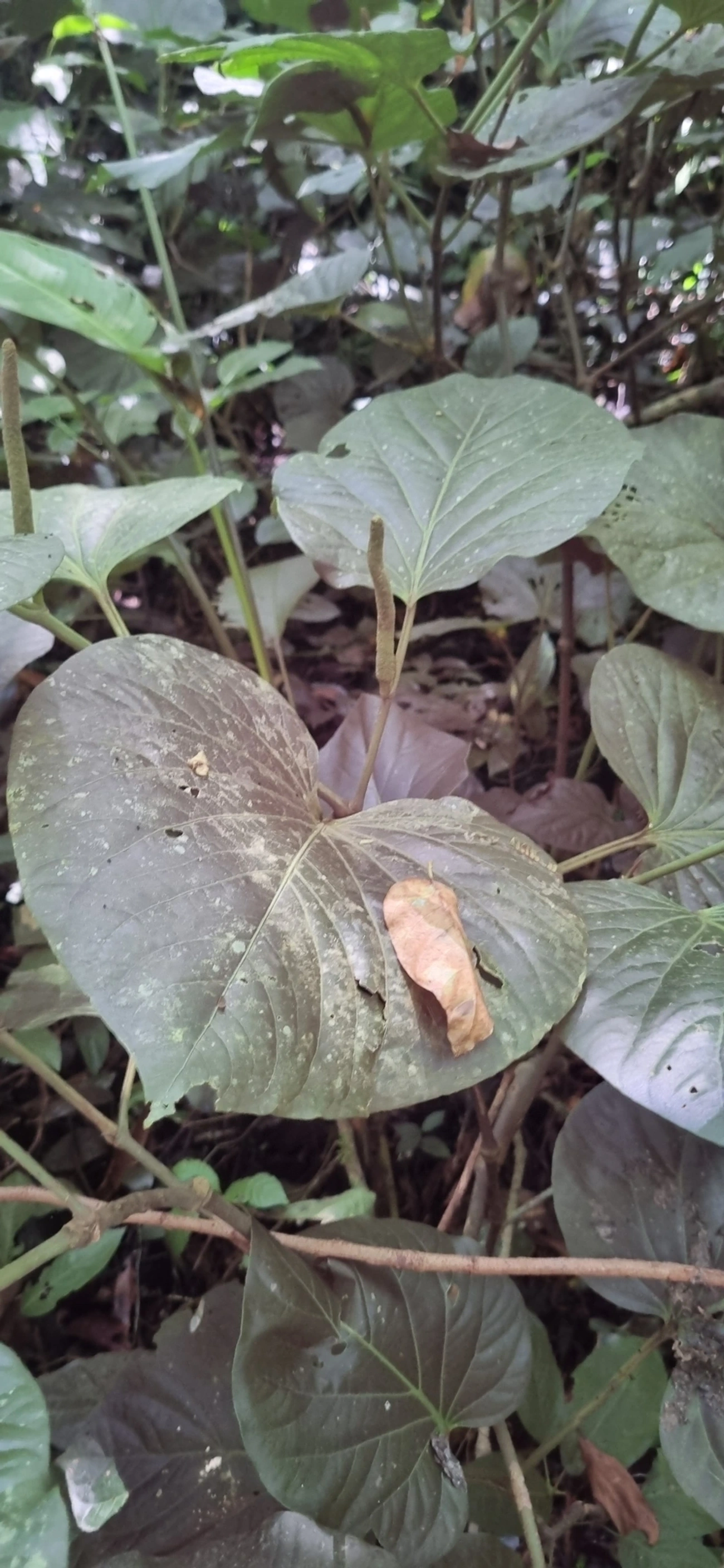 Piper, plantas, fotografado em Maresias, São Sebastião