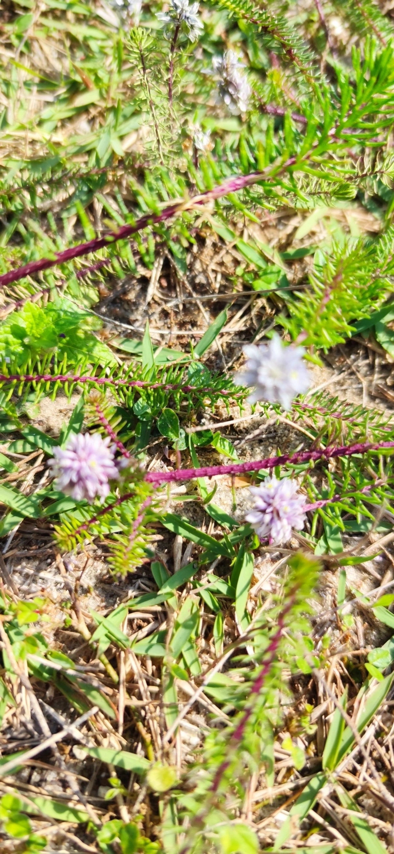 Lychnophora, plantas, fotografado em Indaiá, Caraguatatuba