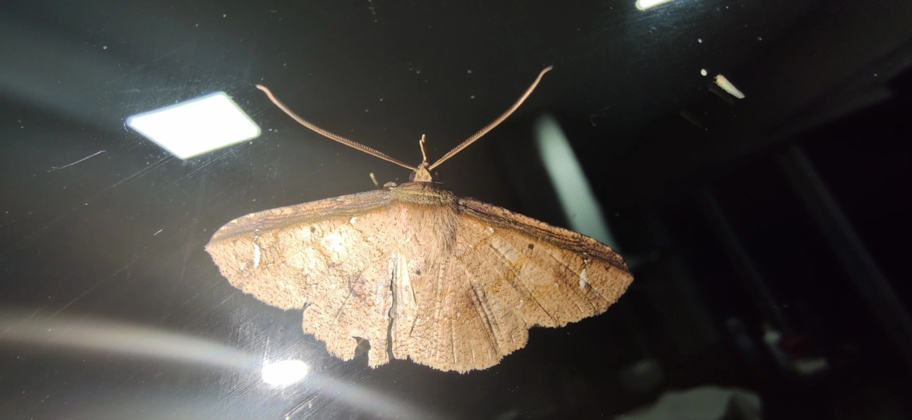 Oxydia, insetos, fotografado em Maresias, São Sebastião