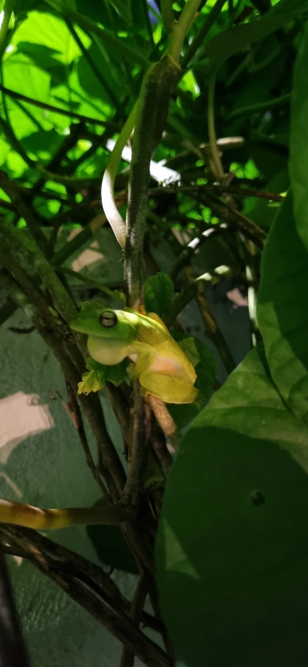 Perereca-araponga (Boana albomarginata), anfíbios, fotografado em Maresias, São Sebastião