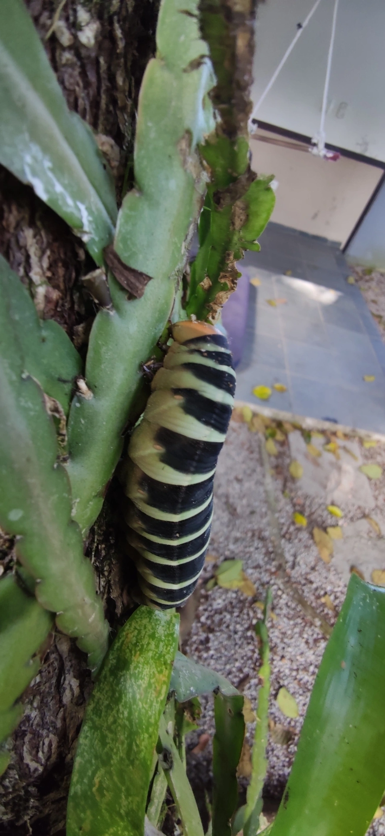 Pachylia syces, insetos, fotografado em Maresias, São Sebastião