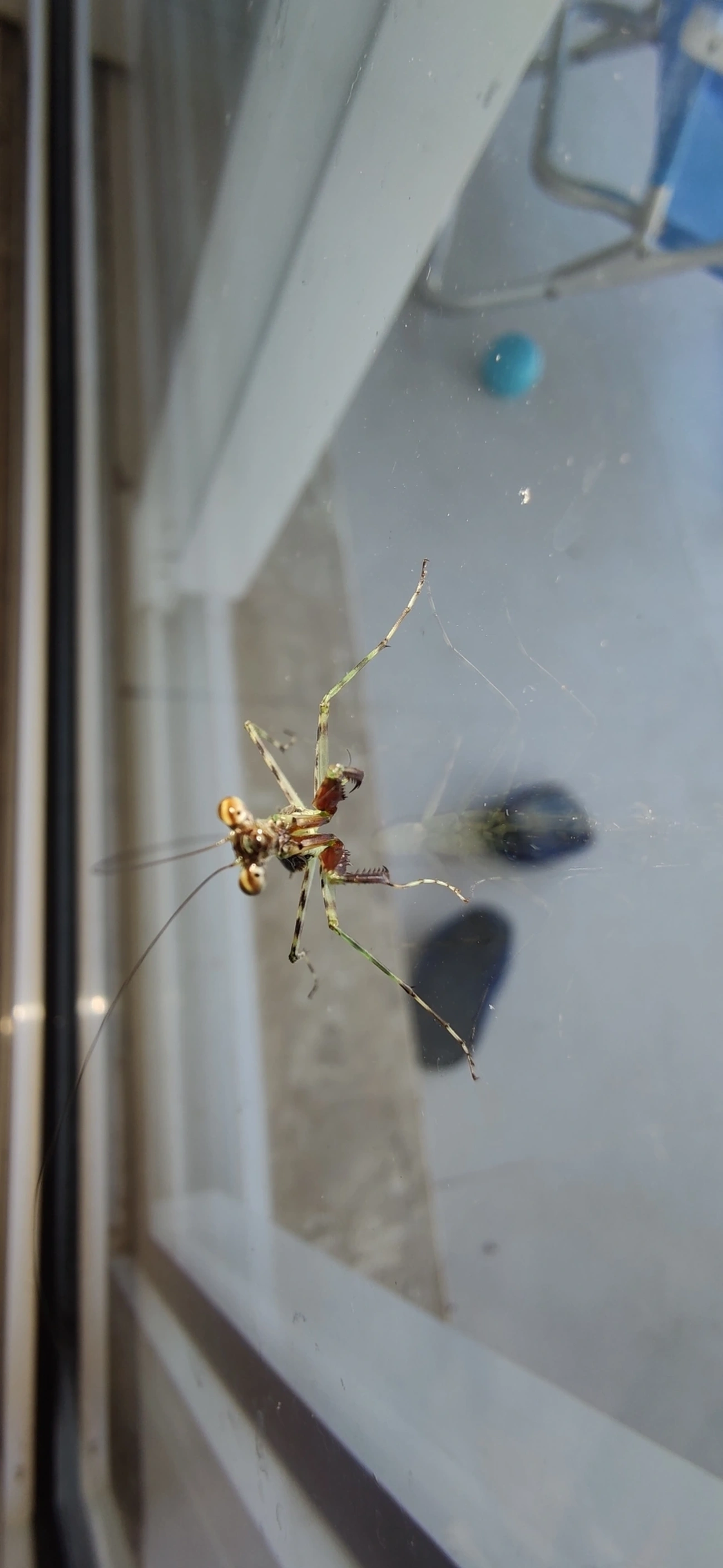 Liturgusidae, insetos, fotografado em Maresias, São Sebastião