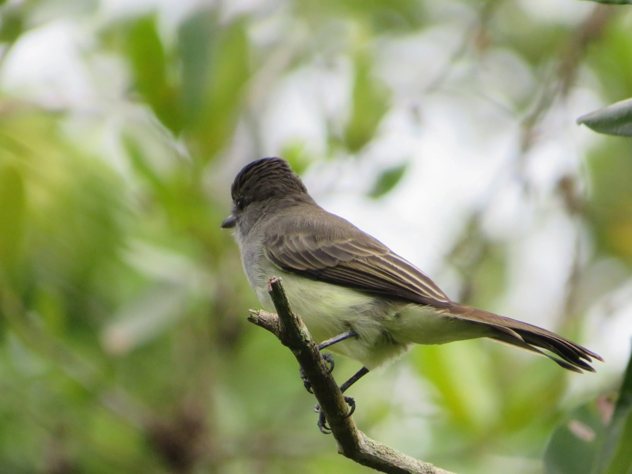 Marias-Cavaleiras e Afins (Myiarchus), aves, fotografado em Maresias, São Sebastião
