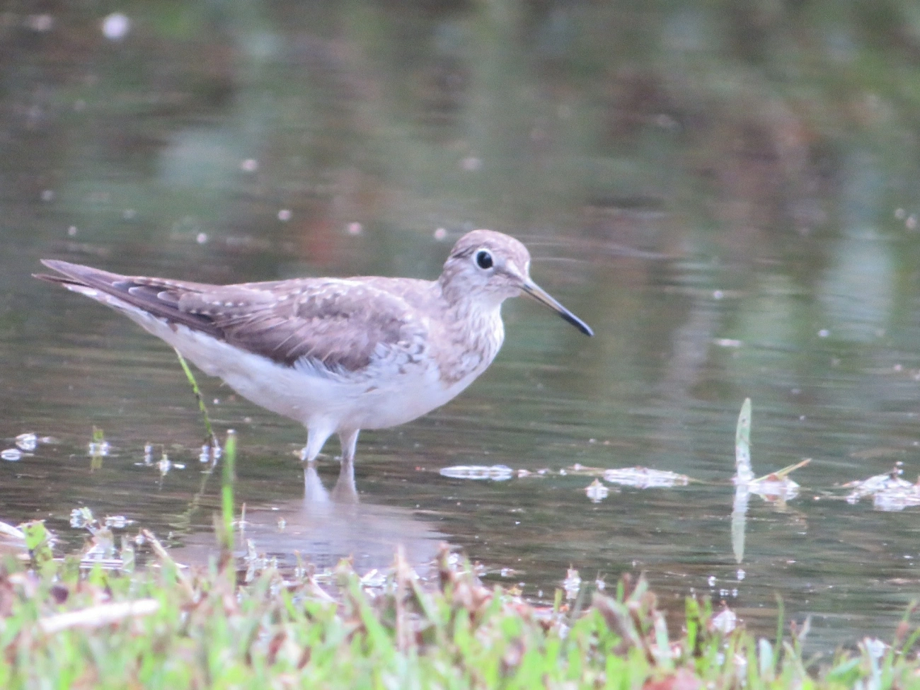 Maçarico-solitário (Tringa solitaria), aves, fotografado em Maresias, São Sebastião