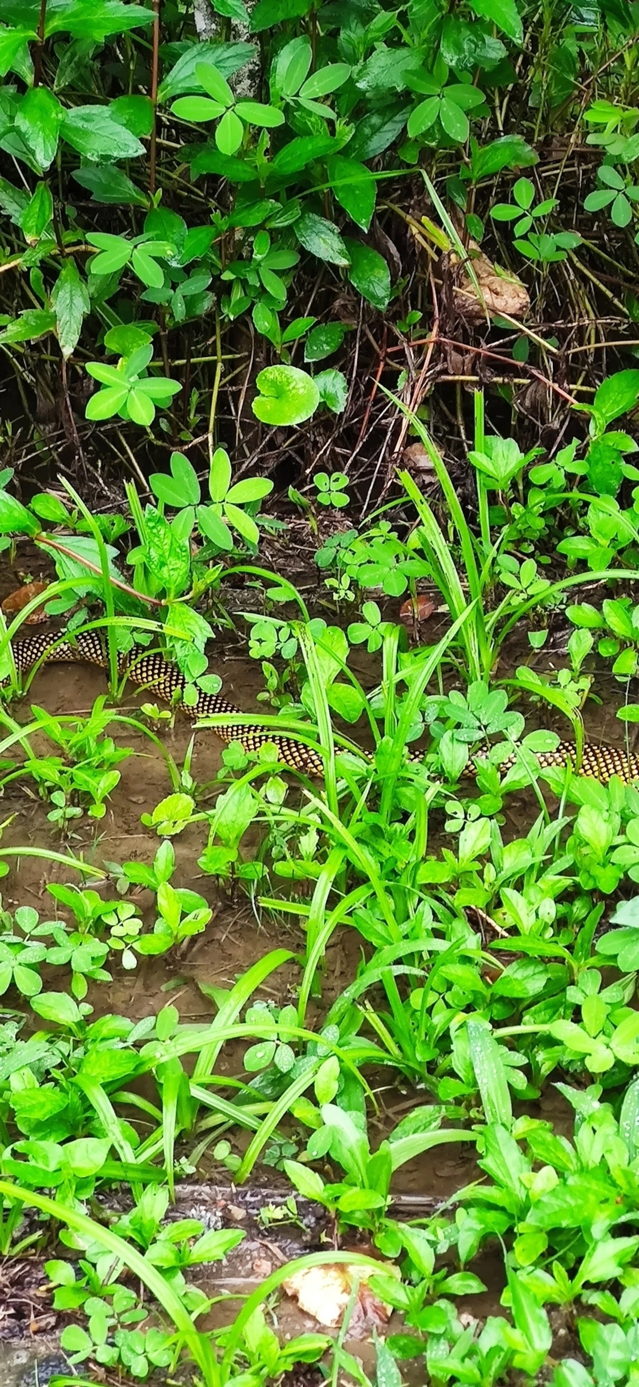 Cobra-d’água-comum (Erythrolamprus miliaris), répteis, fotografado em Maresias, São Sebastião