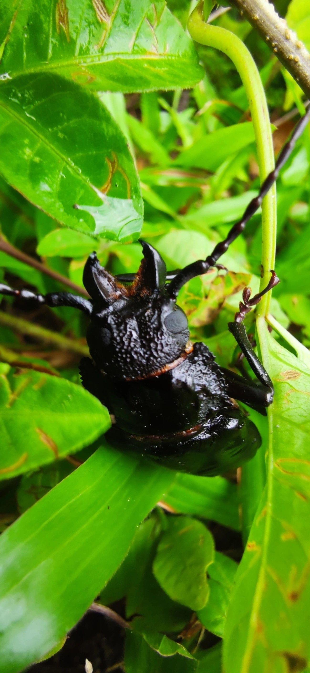 Macrotomini, insetos, fotografado em Maresias, São Sebastião