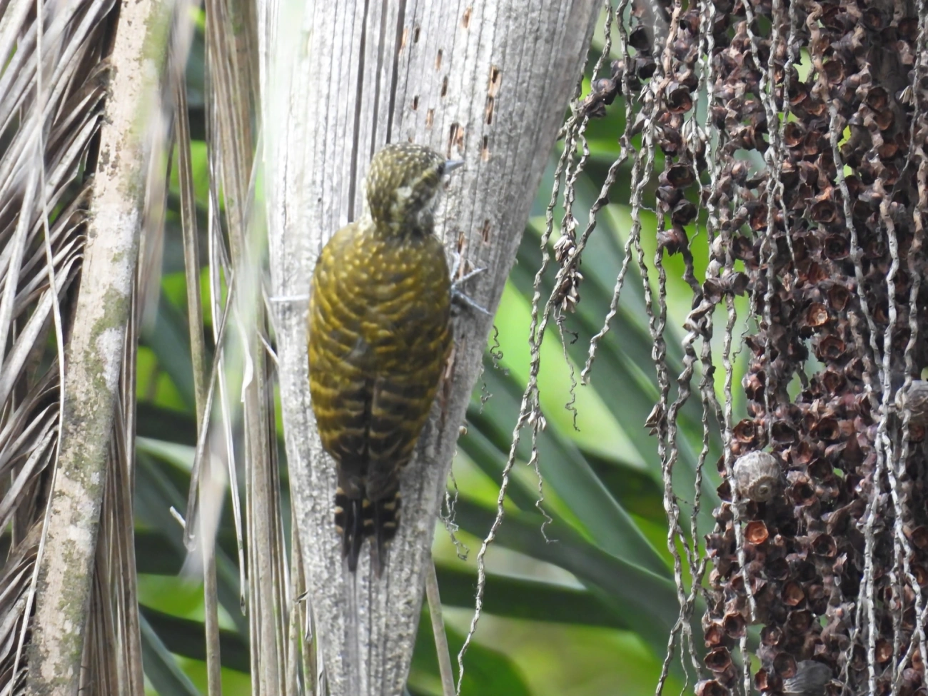 Picapauzinho-verde-carijó (Veniliornis spilogaster), aves, fotografado em Santa Isabel
