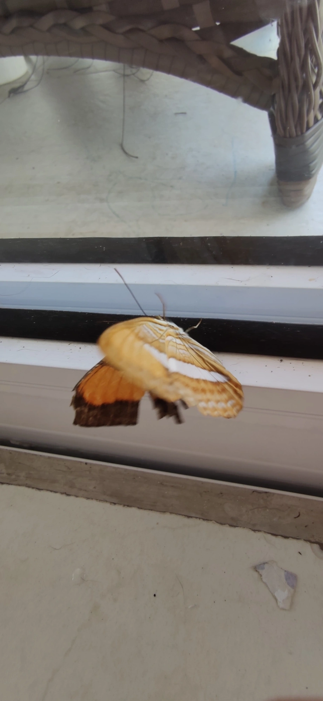 Irmã-de-faixa-lisa (Adelpha cytherea), insetos, fotografado em Maresias, São Sebastião
