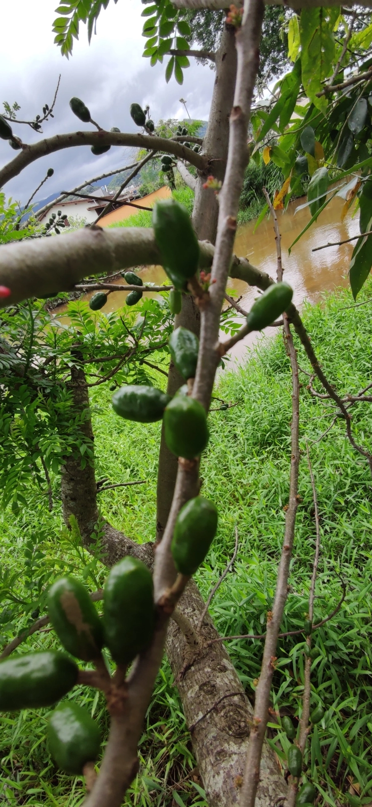 Seriguela (Spondias purpurea), plantas, fotografado em Indaiá, Caraguatatuba