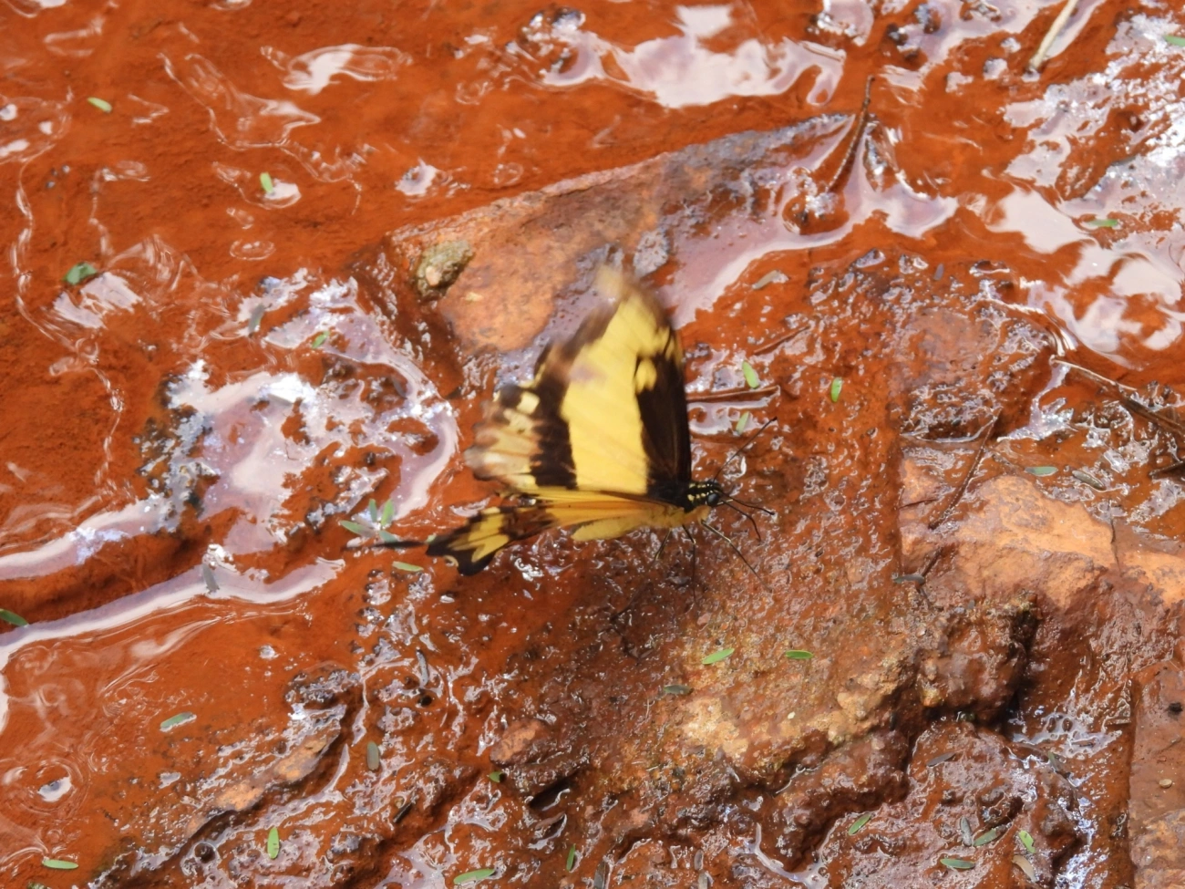 Rabo-de-andorinha-de-faixa-larga (Heraclides astyalus), insetos, fotografado em Cabreúva