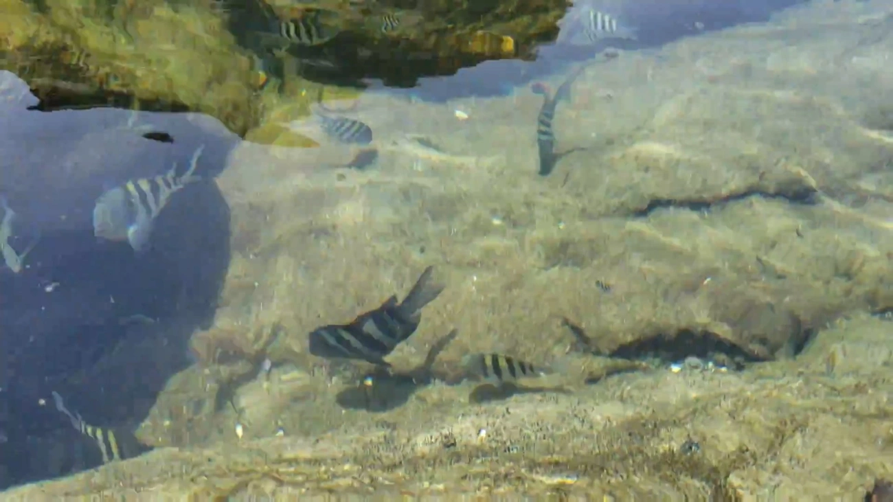 Sargentinho (Abudefduf saxatilis), peixes, fotografado em Calhetas, São Sebastião