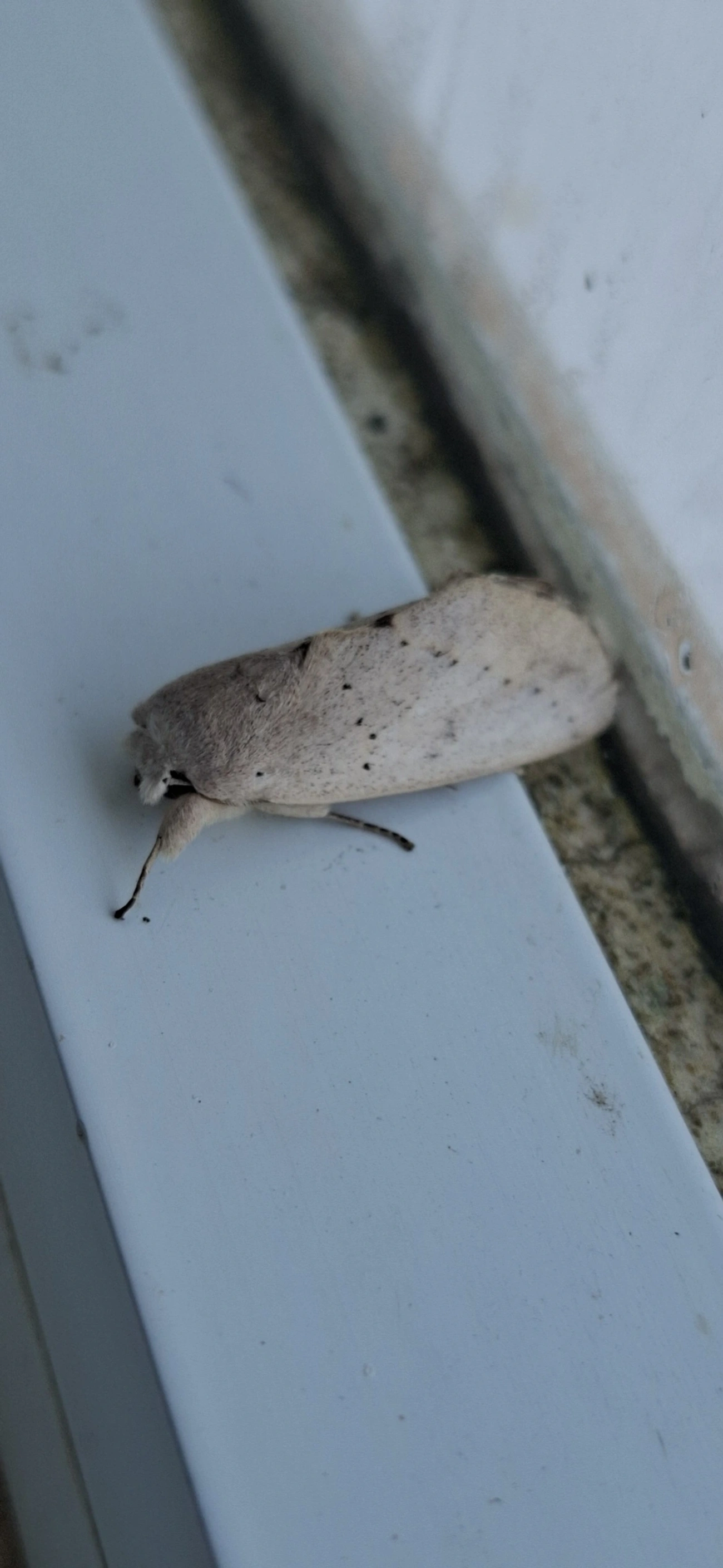 Hemiceras, insetos, fotografado em Amparo