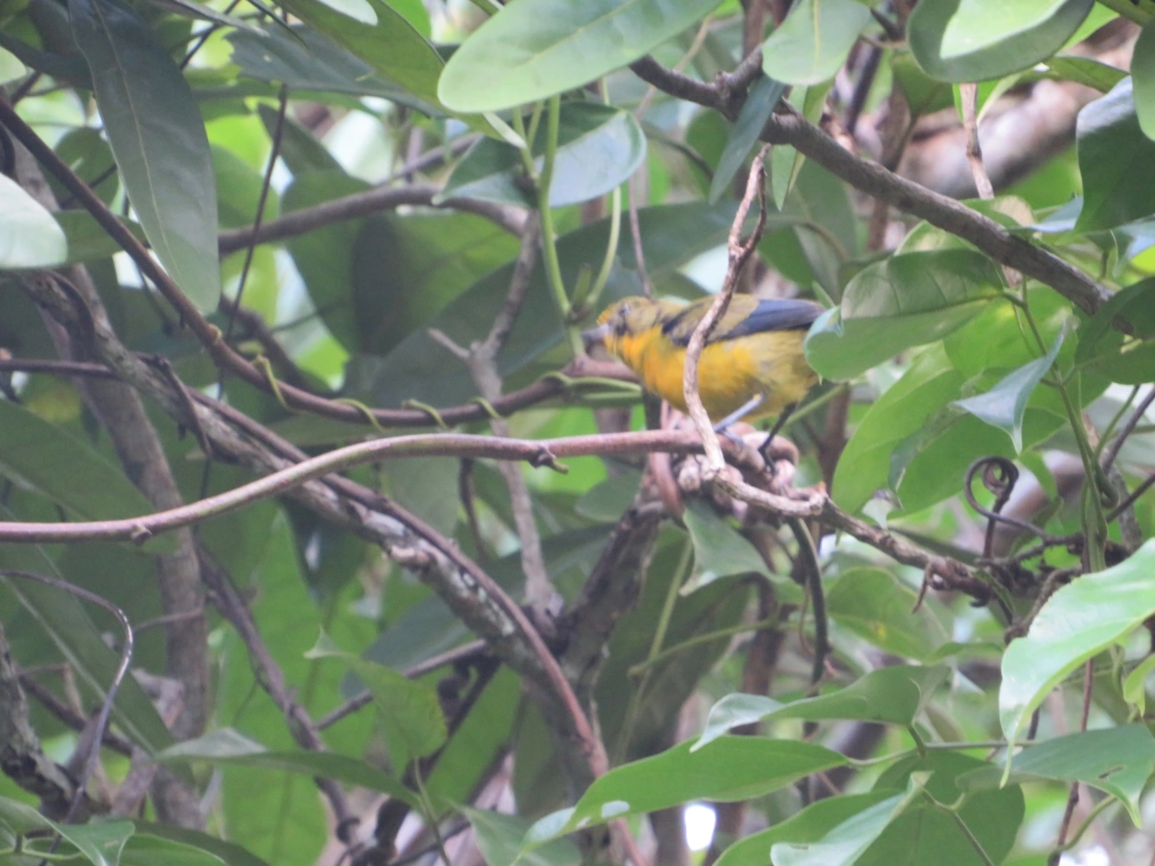 Gaturamo-verdadeiro (Euphonia violacea), aves, fotografado em Maresias, São Sebastião
