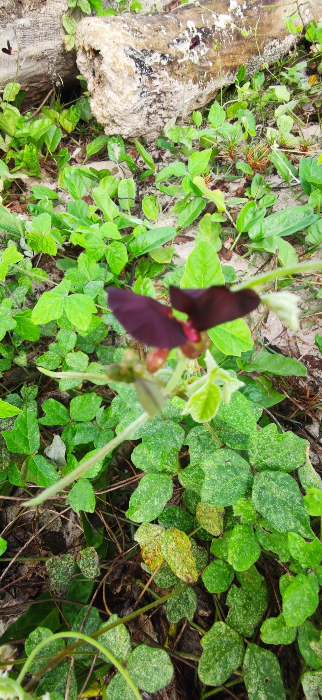 Siratro (Macroptilium atropurpureum), plantas, fotografado em Maresias, São Sebastião