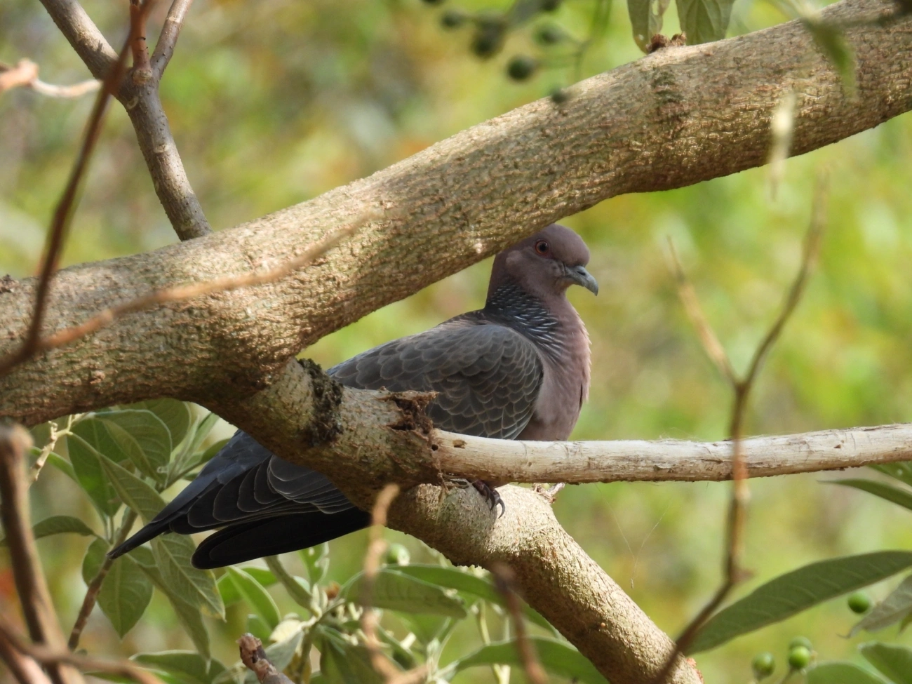 Asa-branca (Patagioenas picazuro), aves, fotografado em Itamonte