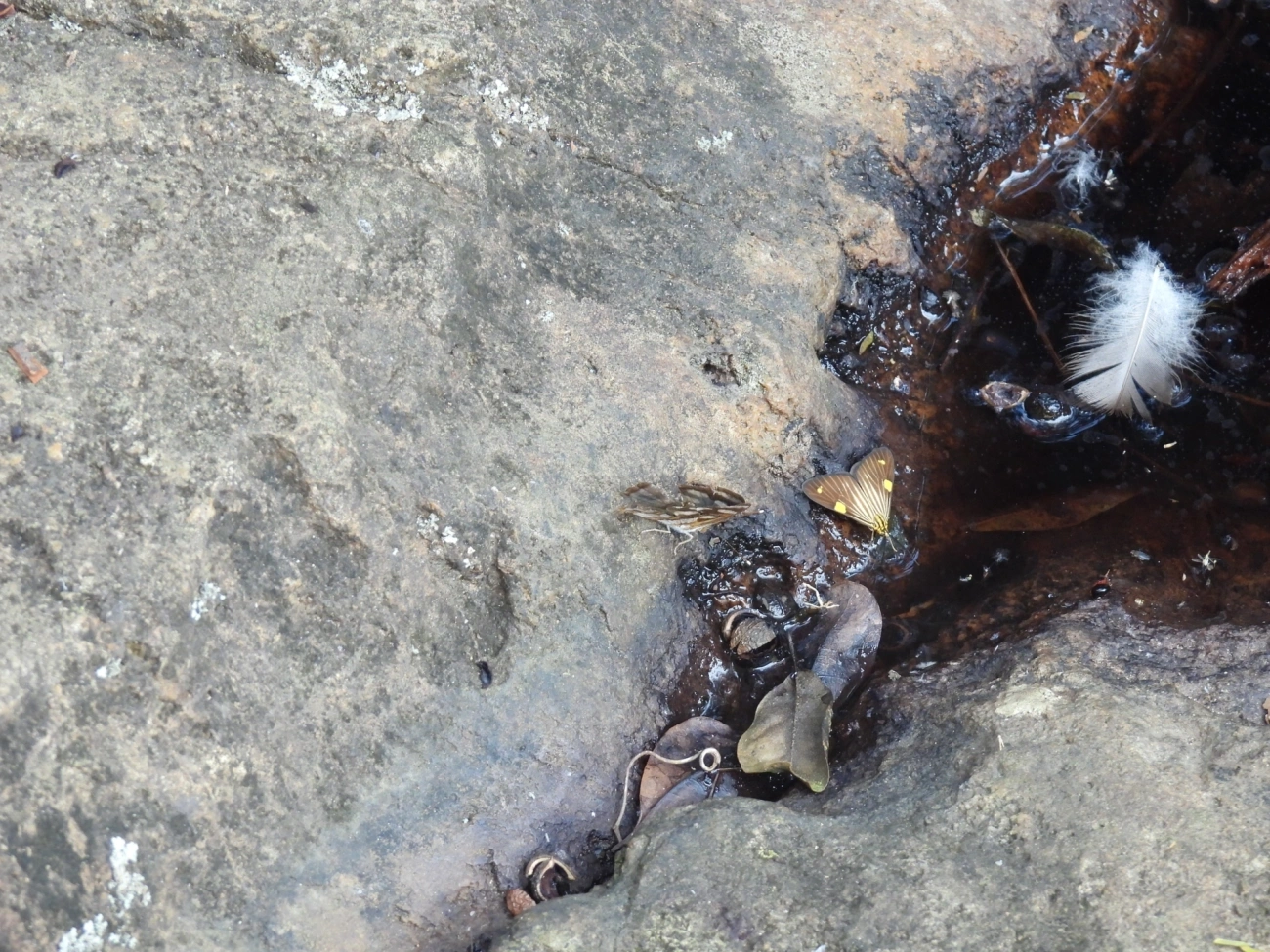 Phaeochlaena lampra, insetos, fotografado em Cabreúva