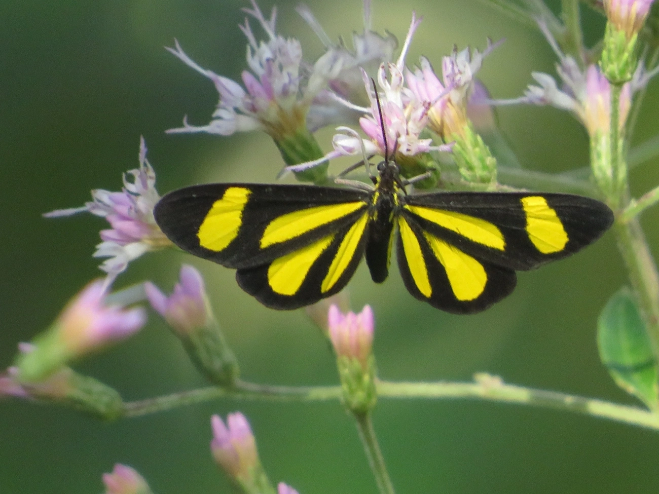 Cyllopoda claudicula, insetos, fotografado em Maresias, São Sebastião