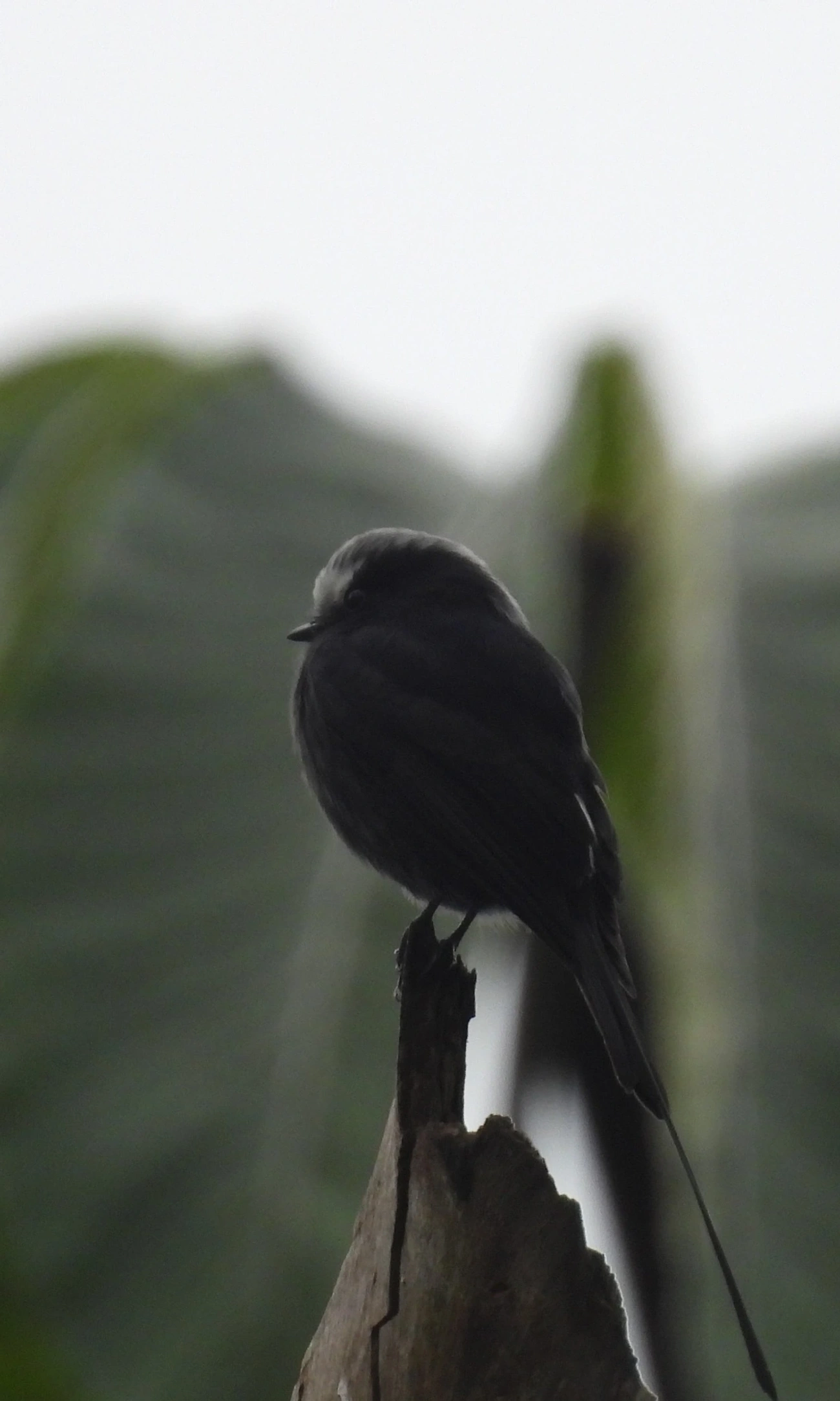 Viuvinha (Colonia colonus), aves, fotografado em Serrinha do Alambari