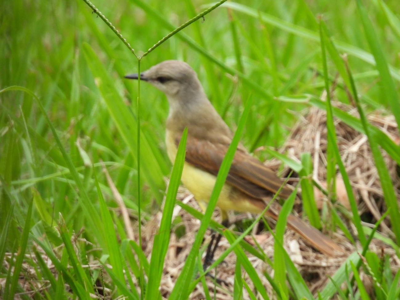 Suiriri-cavaleiro (Machetornis rixosa), aves, fotografado em Queluz
