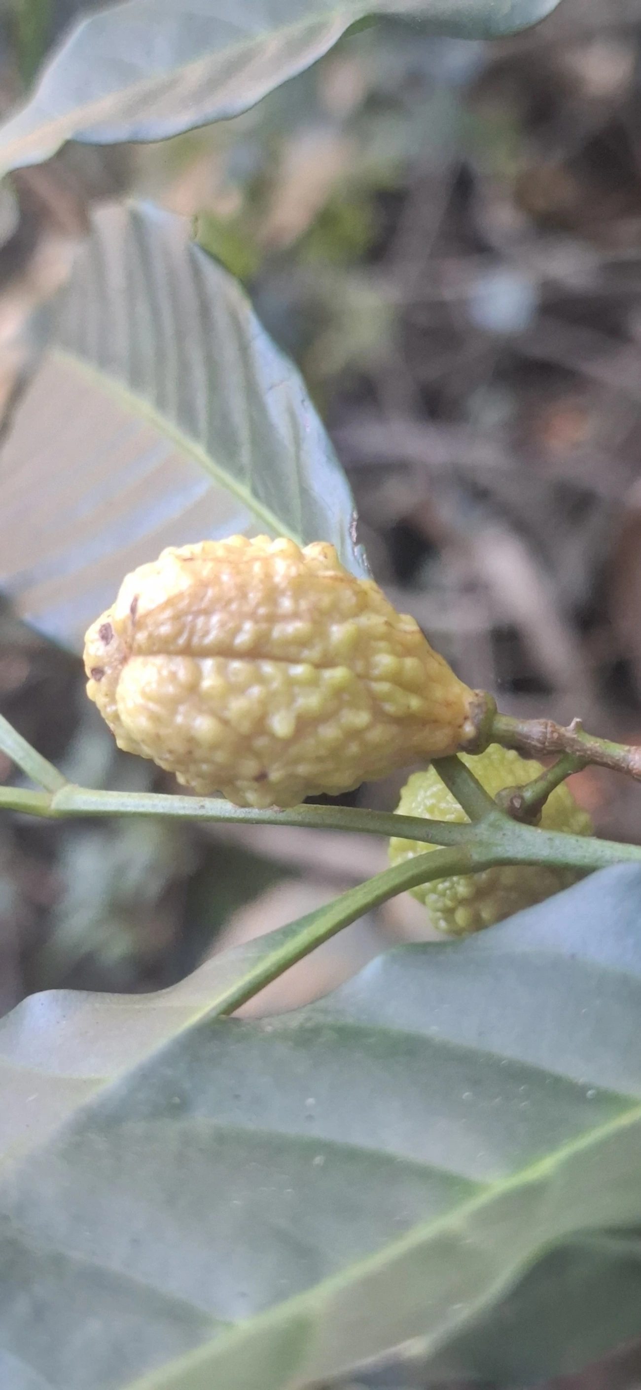 Plantas (Plantae), plantas, fotografado em Jabaquara, Ilhabela