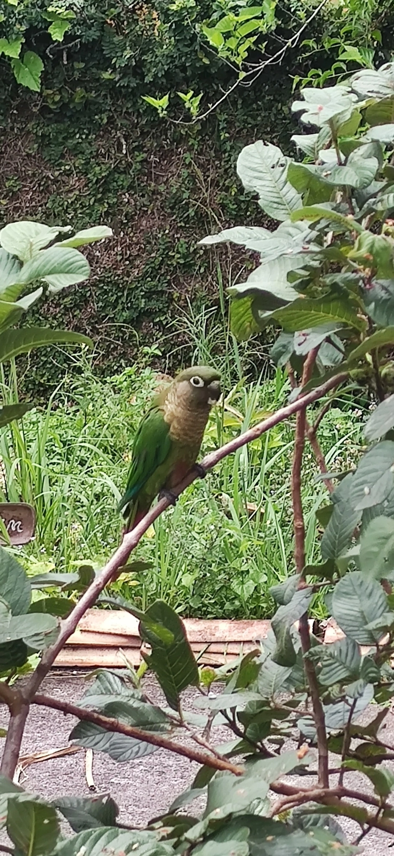 Tiriba-de-testa-vermelha (Pyrrhura frontalis), aves, fotografado em Maresias, São Sebastião