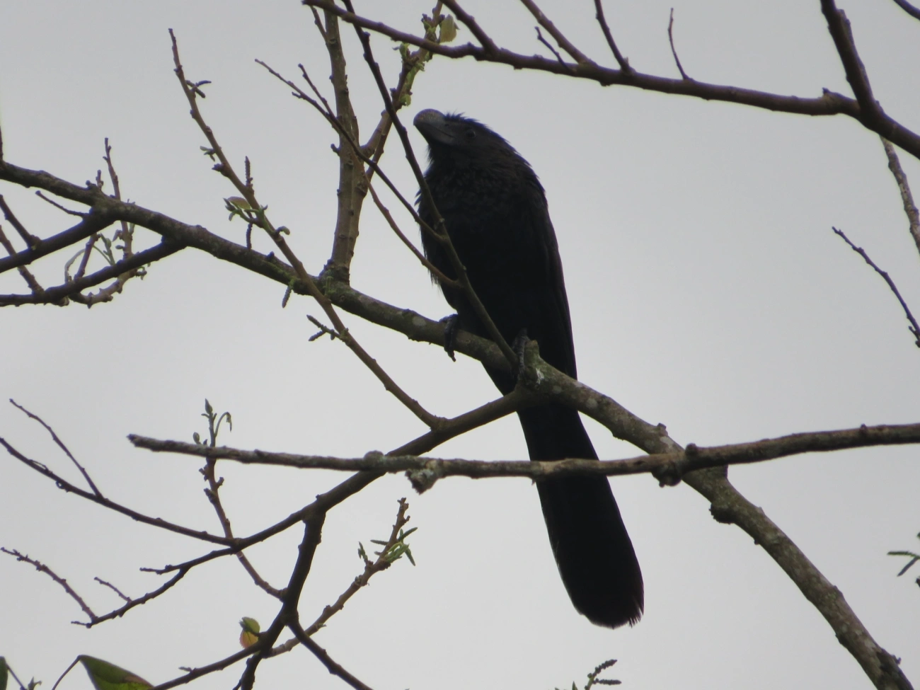 Anu-preto (Crotophaga ani), aves, fotografado em Maresias, São Sebastião