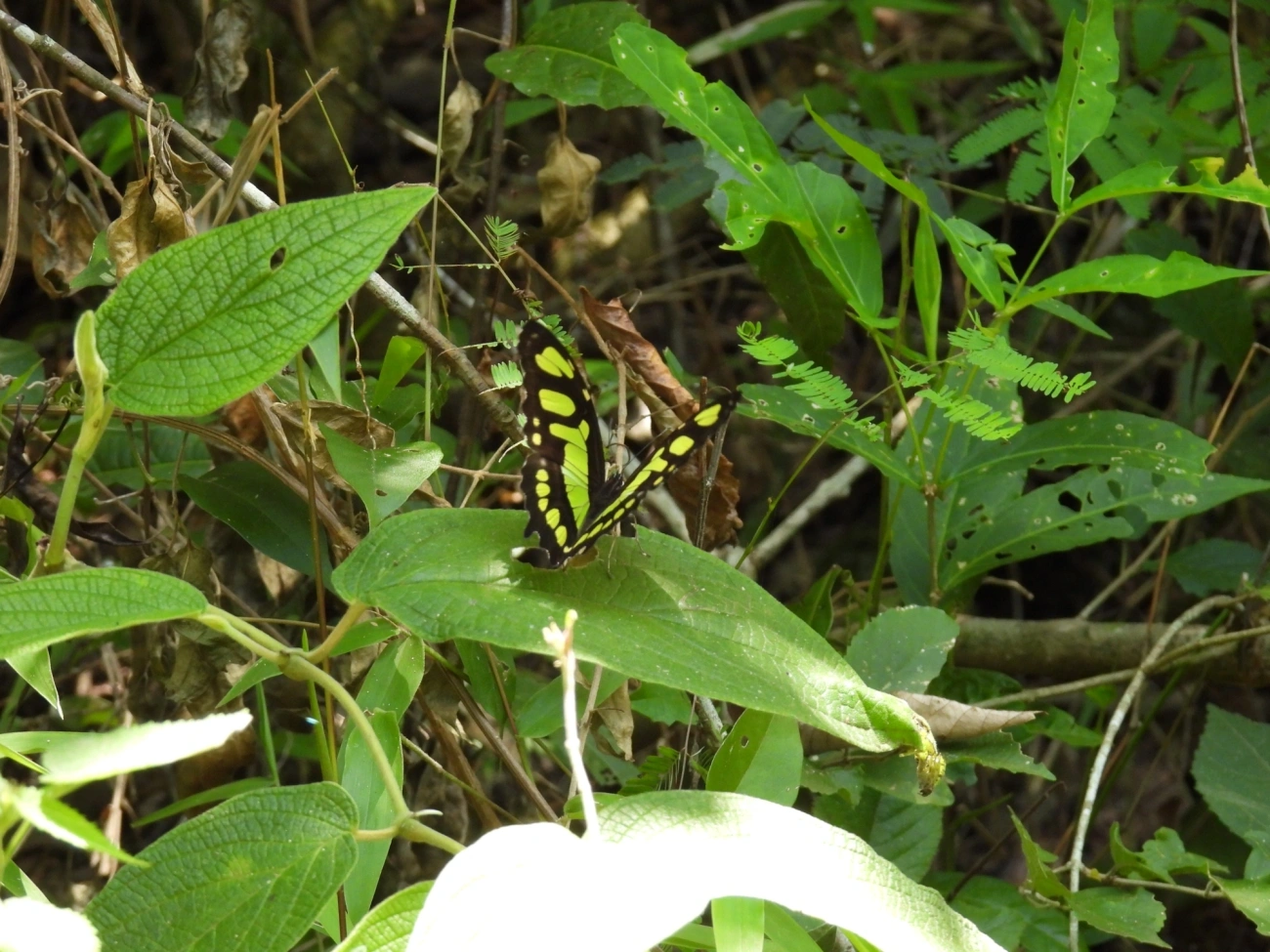 Borboleta-malaquita (Siproeta stelenes), insetos, fotografado em Cabreúva