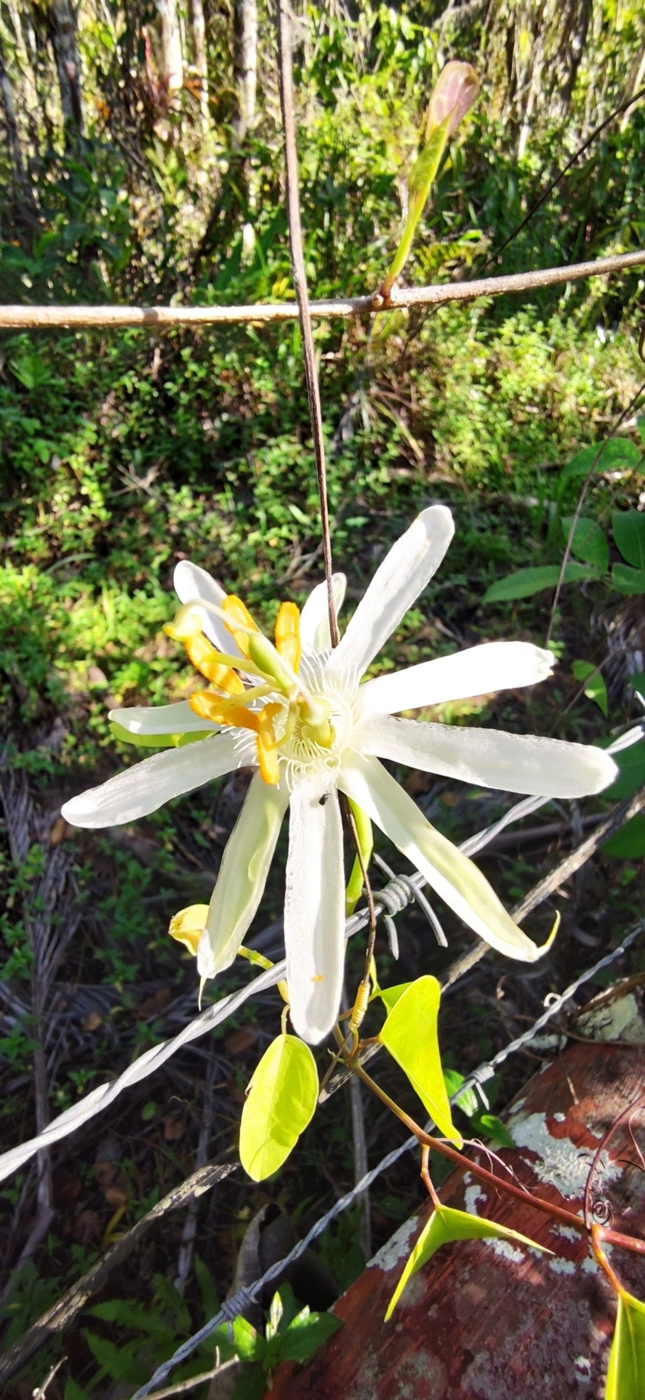 Maracujá-de-restinga (Passiflora mucronata), plantas, fotografado em Maresias, São Sebastião