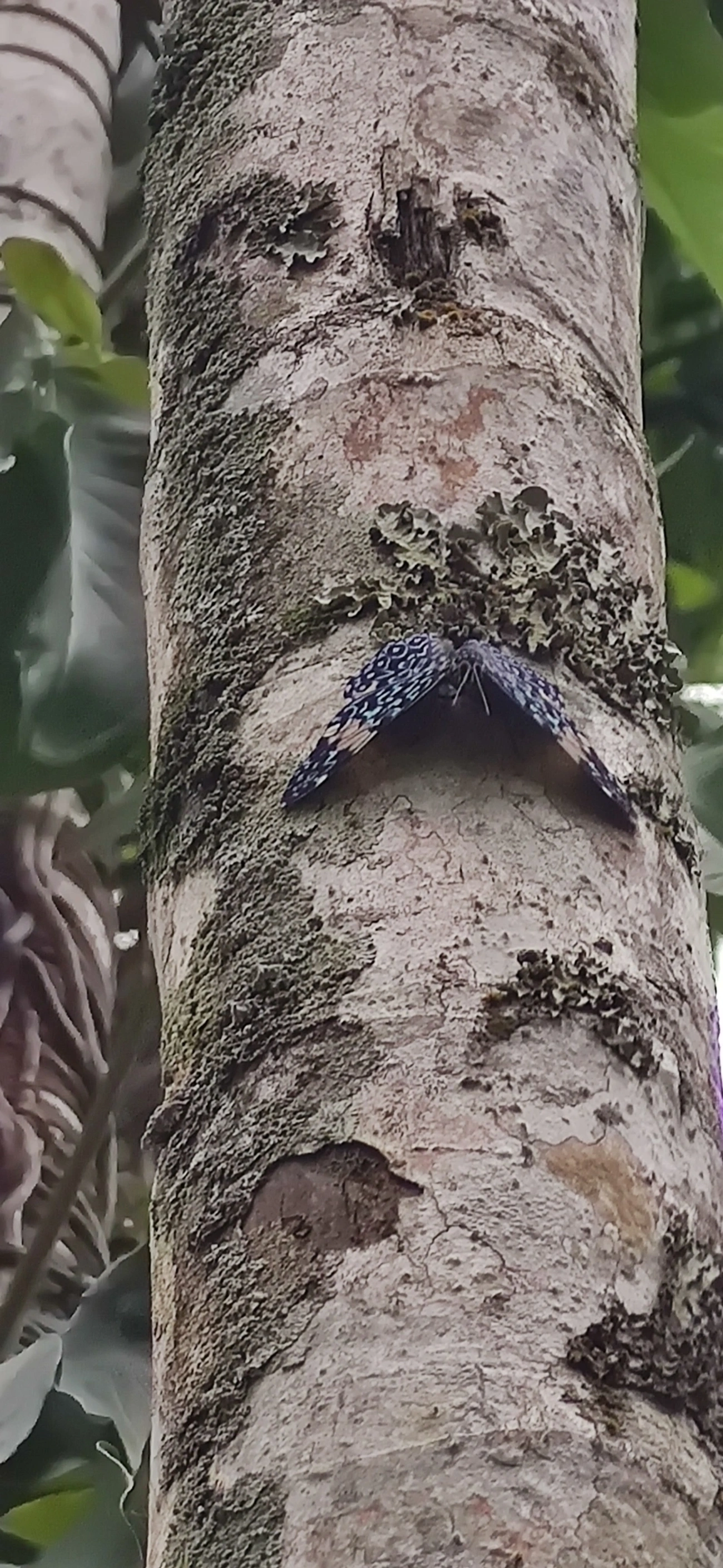 Assenta-pau (Hamadryas amphinome), insetos, fotografado em Maresias, São Sebastião
