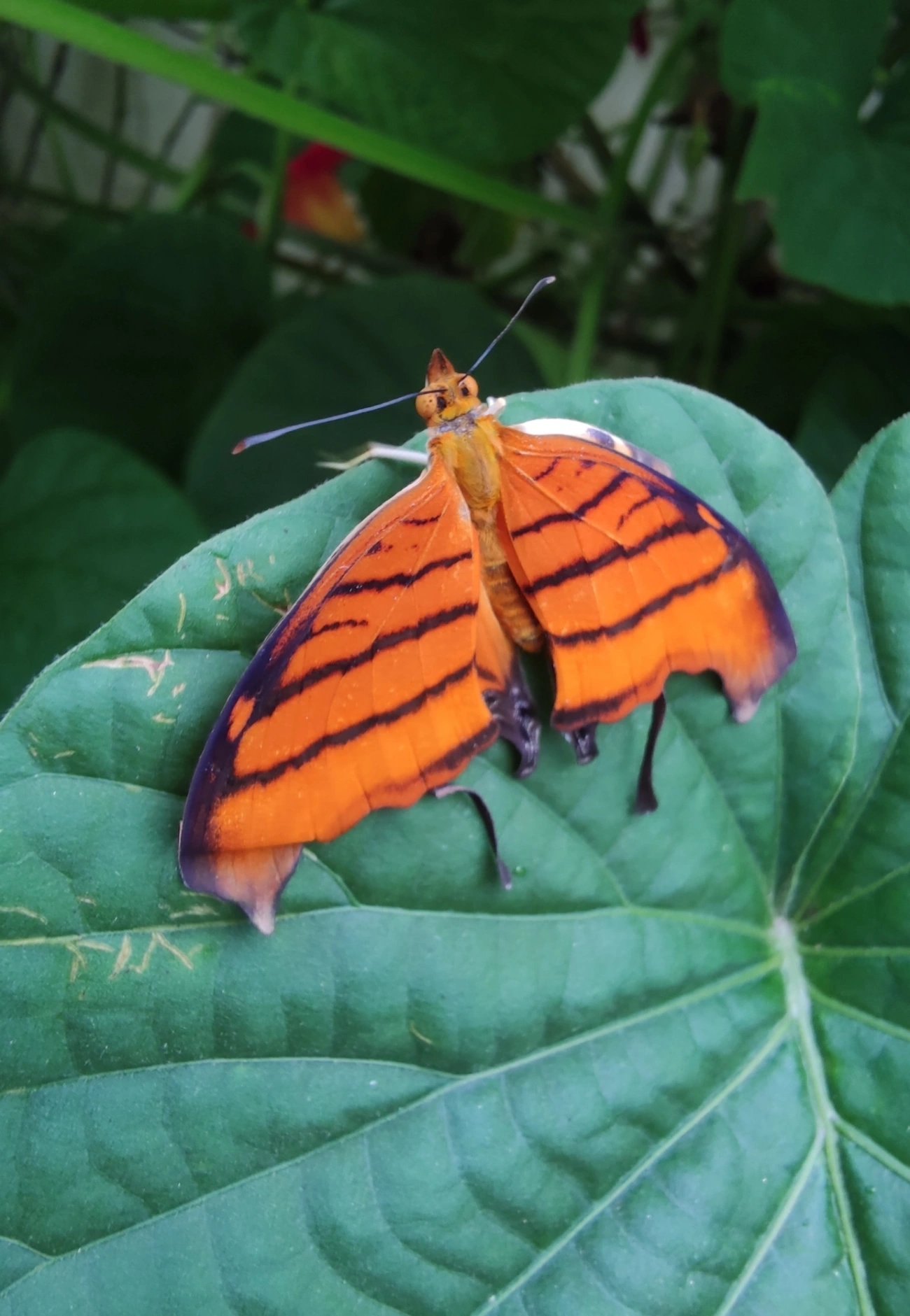 Borboleta-Asas-de-Punhal (Marpesia petreus), insetos, fotografado em Maresias, São Sebastião