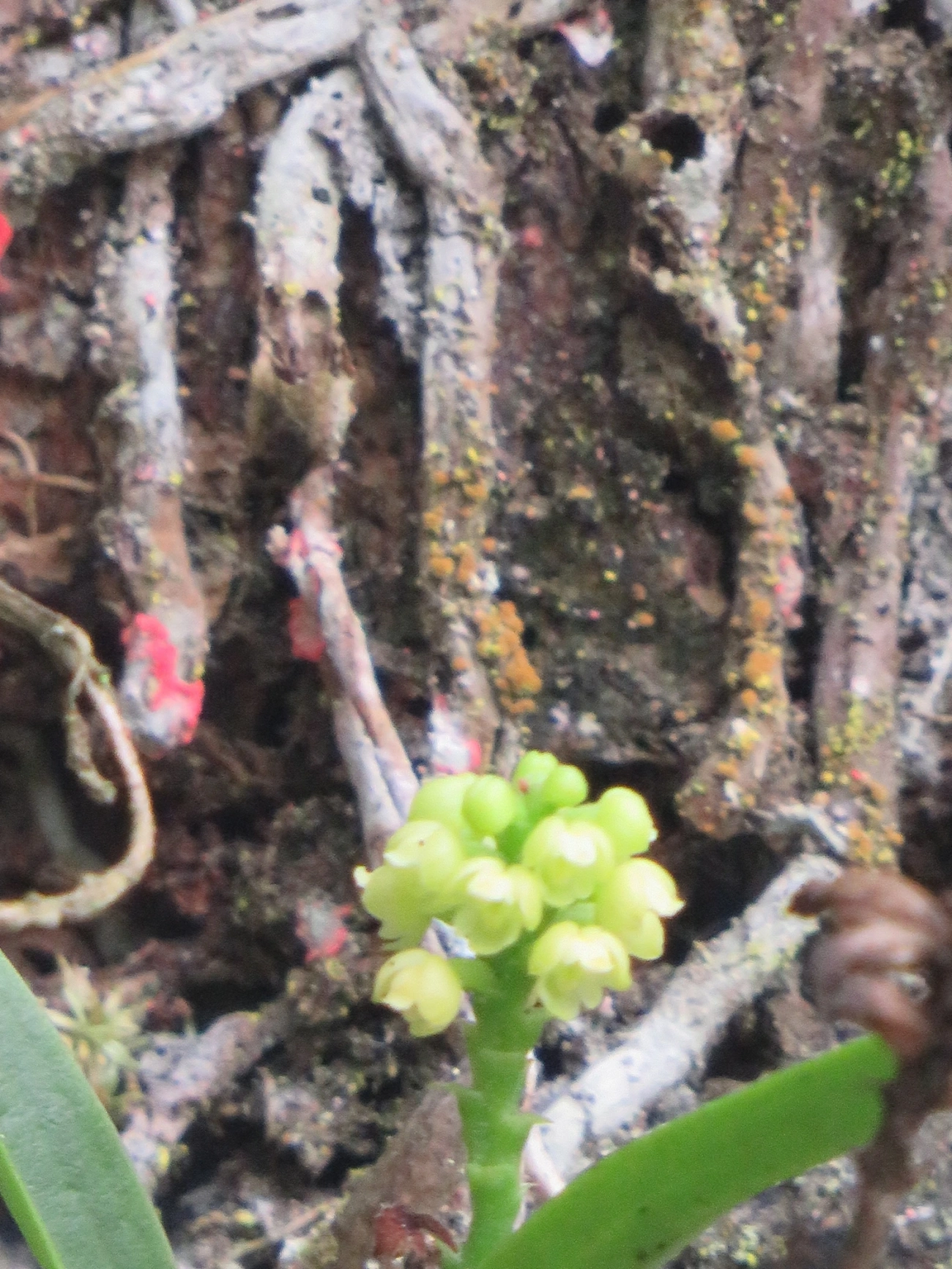 Polystachya, plantas, fotografado em Maresias, São Sebastião