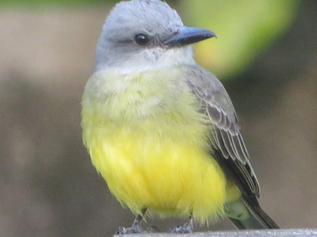 Suiriri (Tyrannus melancholicus), aves, fotografado em Maresias, São Sebastião