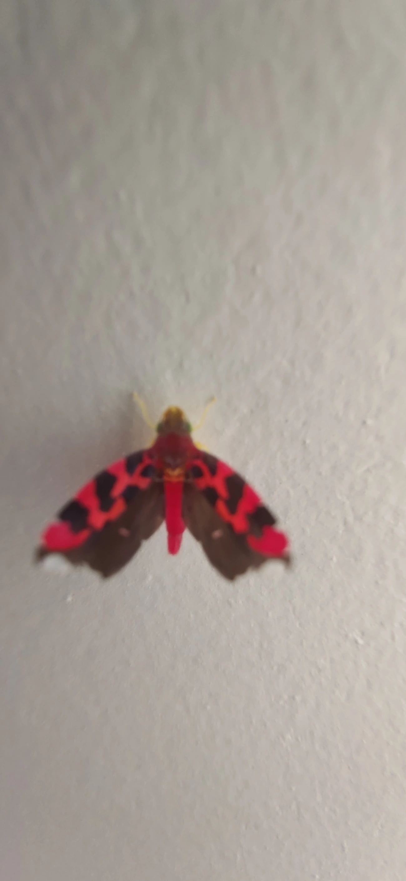 Cicadellini, insetos, fotografado em Maresias, São Sebastião