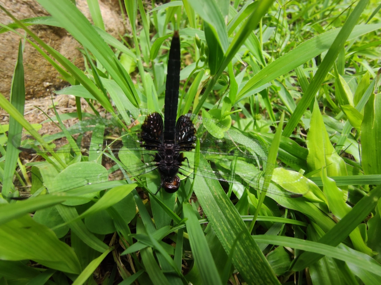 Patrulheira-preta (Erythemis attala), insetos, fotografado em Maresias, São Sebastião