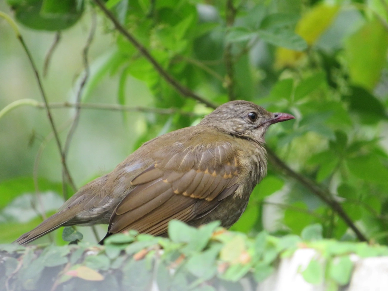 Sabiá-barranco (Turdus leucomelas), aves, fotografado em Maresias, São Sebastião