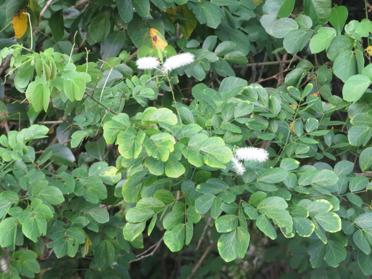 Sabiá (Mimosa caesalpiniifolia), plantas, fotografado em Maresias, São Sebastião