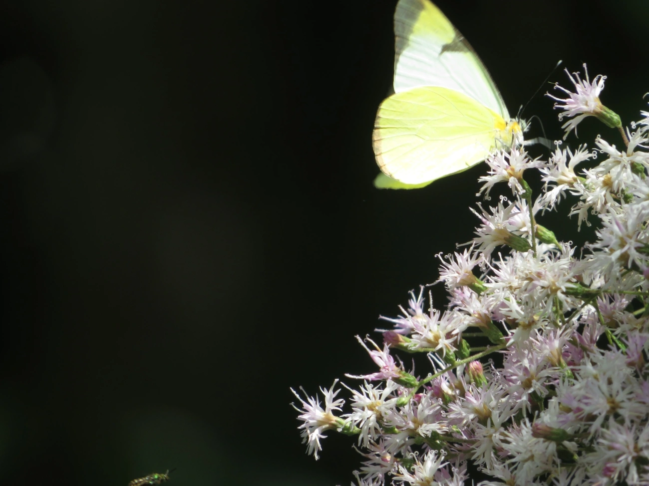 Branca-comum (Melete lycimnia), insetos, fotografado em Maresias, São Sebastião