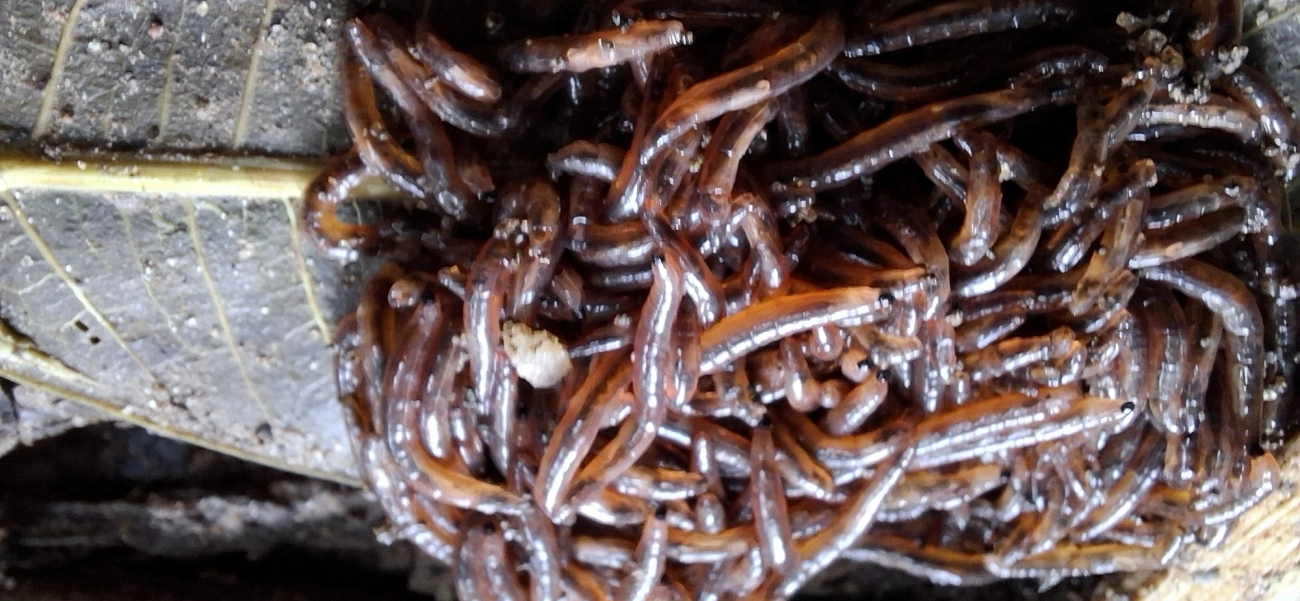 Moscas e mosquitos (Diptera), insetos, fotografado em Maresias, São Sebastião