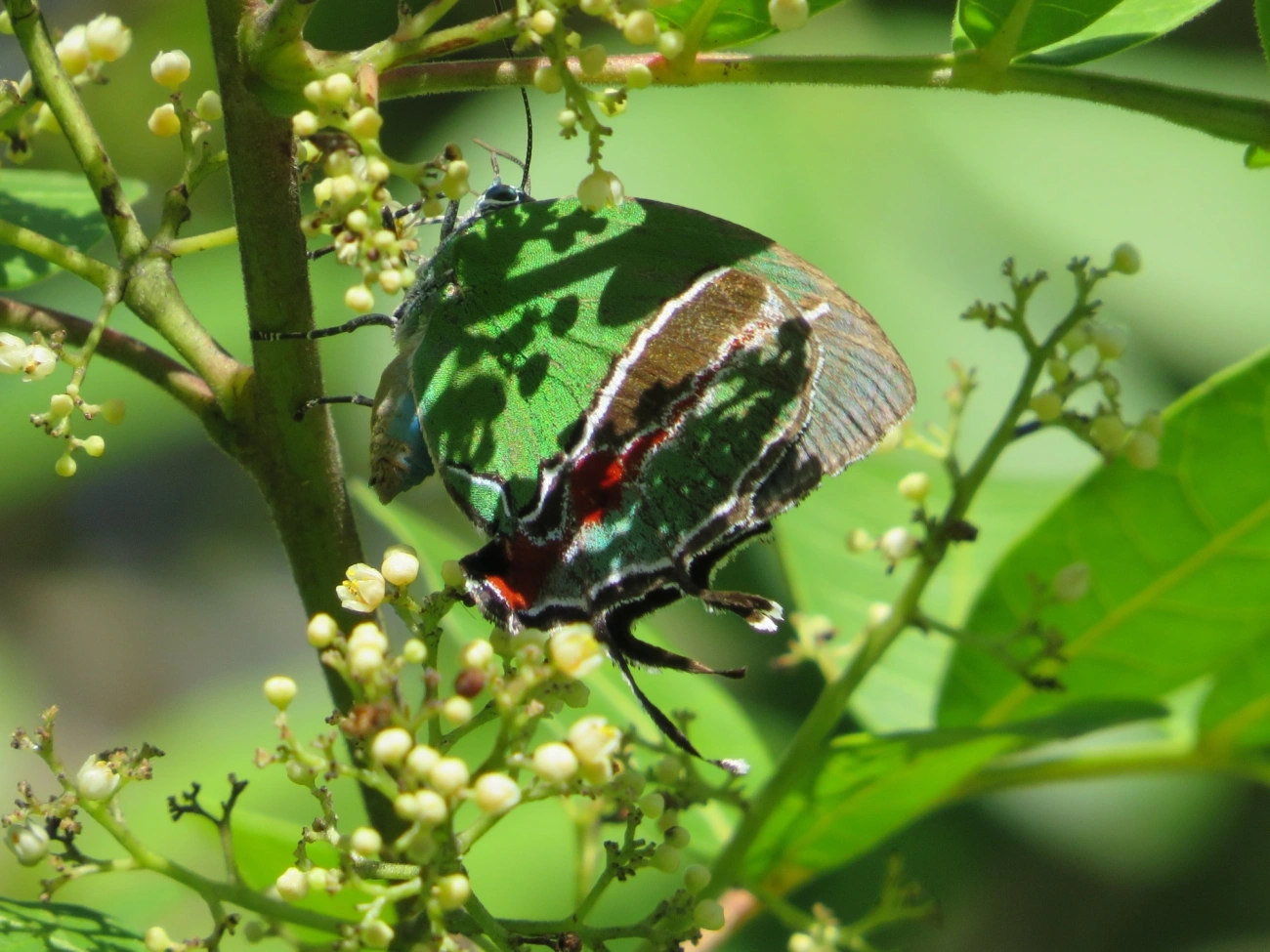Cabeludinha-de-Bates (Evenus batesii), insetos, fotografado em Maresias, São Sebastião