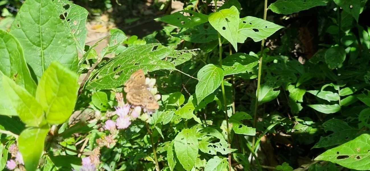 Cyclosemia, insetos, fotografado em Paúba, São Sebastião