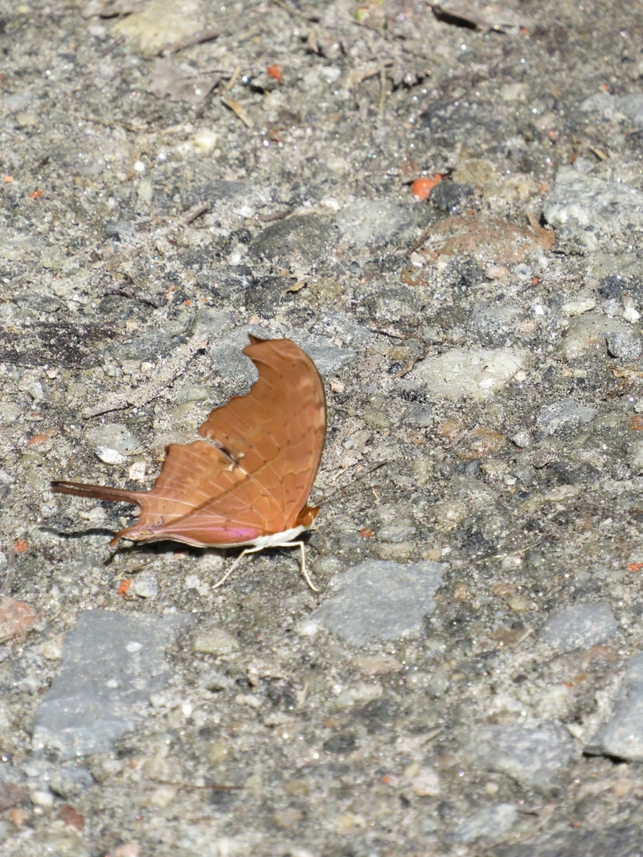 Borboleta-Asas-de-Punhal (Marpesia petreus), insetos, fotografado em Maresias, São Sebastião