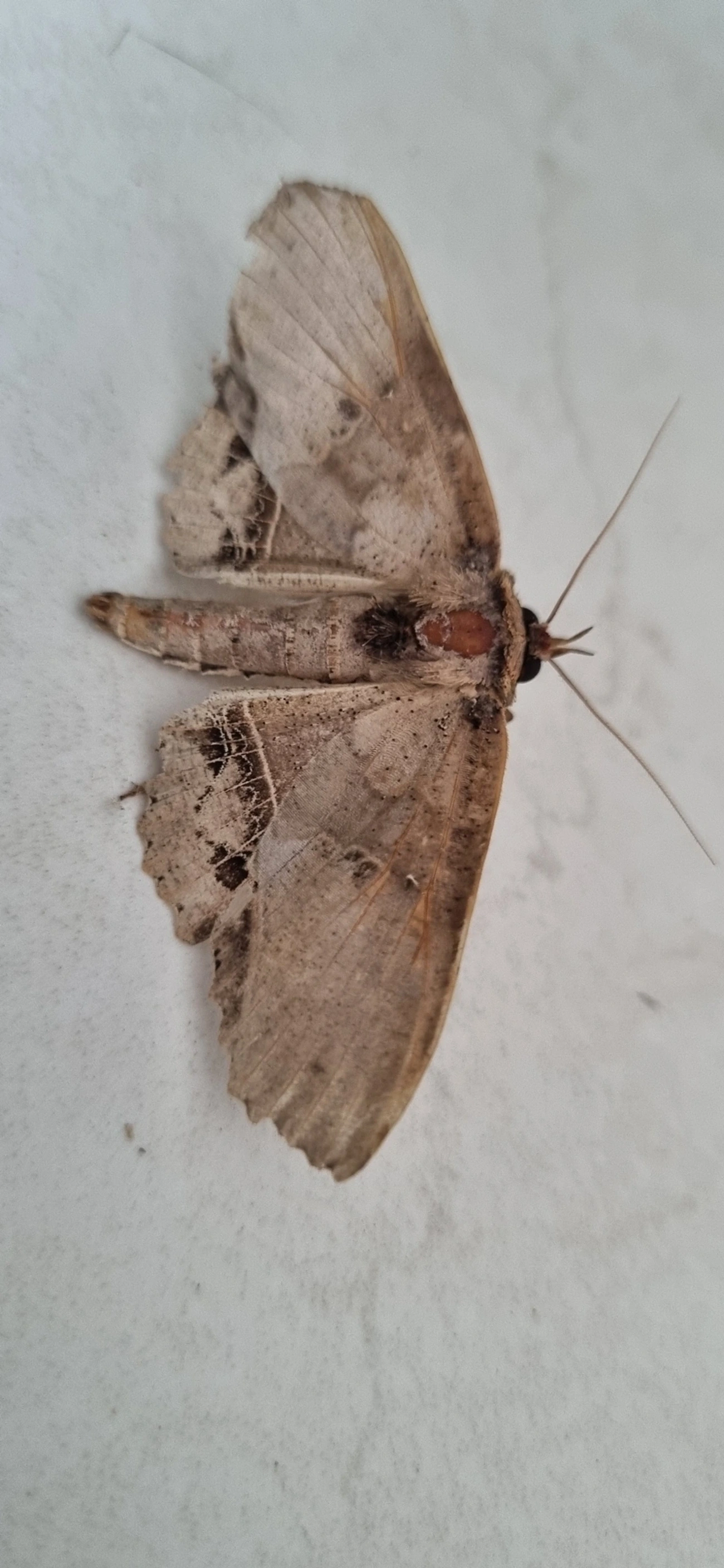 Erebidae, insetos, fotografado em Maresias, São Sebastião