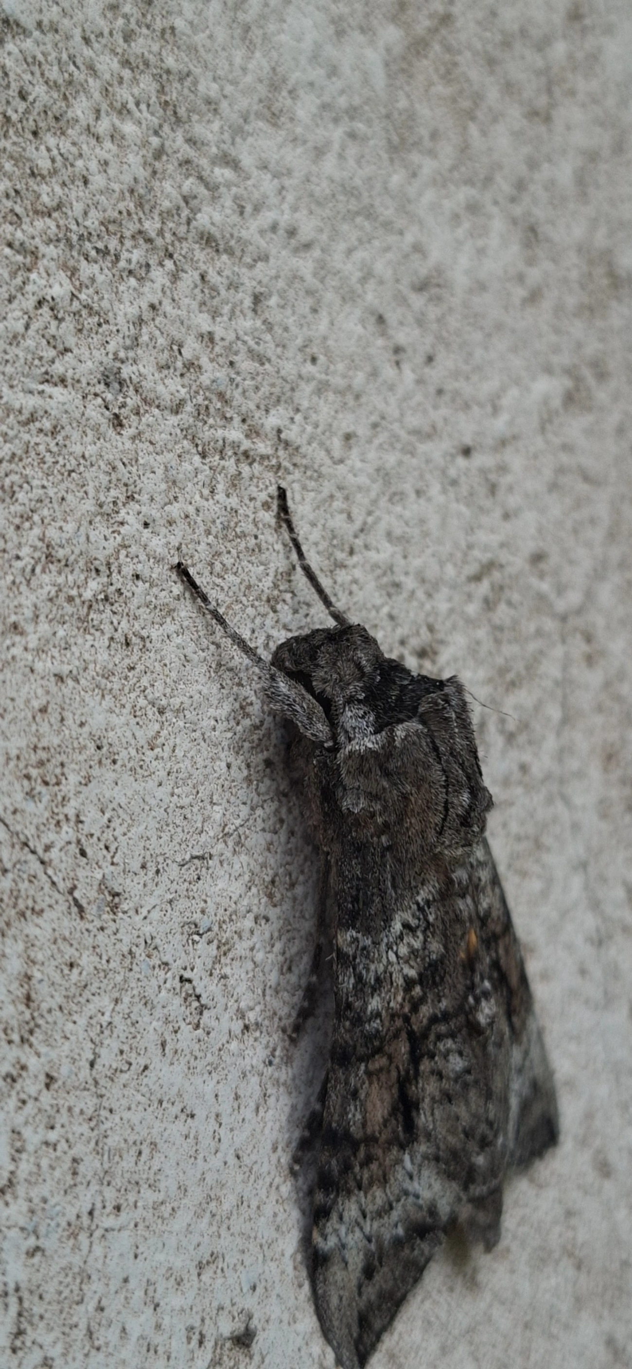 Mariposa-esfinge (Isognathus australis), insetos, fotografado em Maresias, São Sebastião