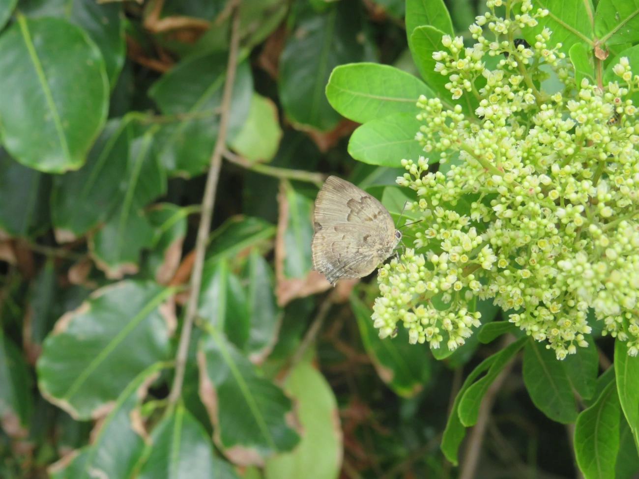 Panthiades hebraeus, insetos, fotografado em Maresias, São Sebastião