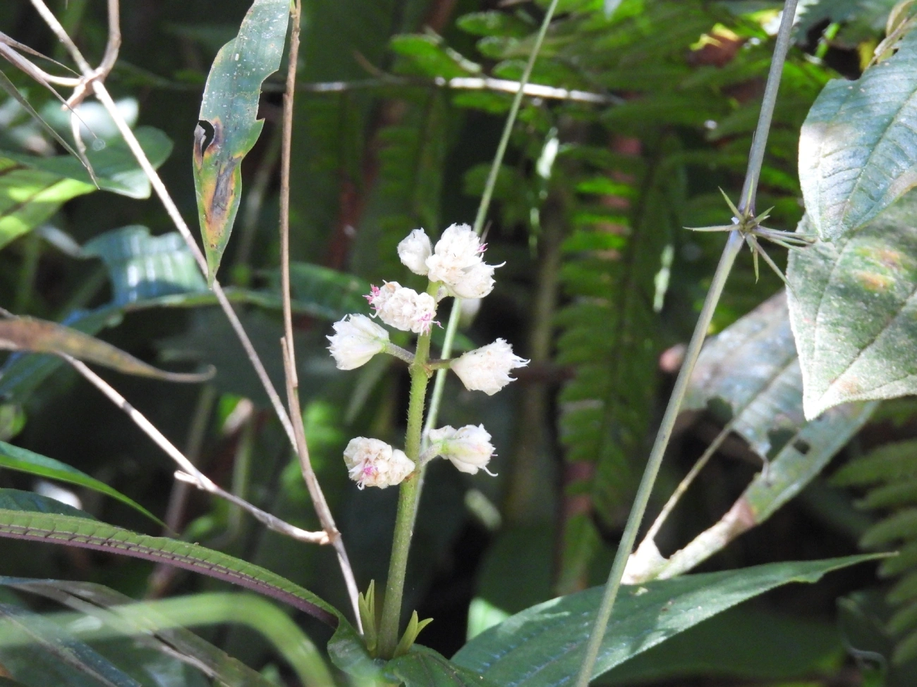 Pixiricas e Afins (Miconia), plantas, fotografado em Queluz